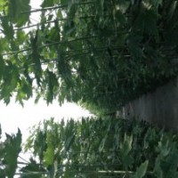 新疆楊小苗