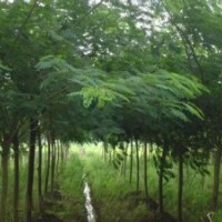 合歡綠化樹供應