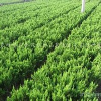 金葉女貞、紅葉小檗、龍柏球、蜀檜球、金邊黃楊