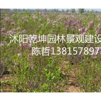 衛矛 劍麻 紫丁香