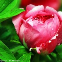 鈣果苗，菊花苗，牡丹苗