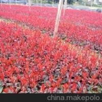 供應80公分冠紅葉石楠價格 1.2米冠紅葉石楠價格