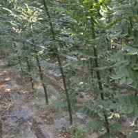 2、3公分速生國槐大量低價出售