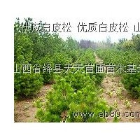 出售1米白皮松，1.5米白皮松，山西白皮松價格