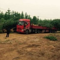 苗圃供應1-50公分嫁接、直生銀杏