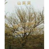 供應叢生山茱萸