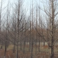 長(zhǎng)期提供8公分水杉價(jià)格 10公分水杉價(jià)格