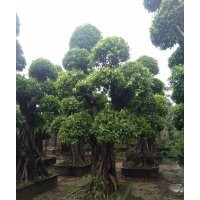 四川貴州地區小葉榕樁頭批發市場/永秀榕樹樁頭基地2016批發價格