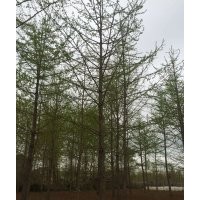 三龍銀杏苗圃場，四季綠化銀杏園林有限公司，誠信銀杏樹價格