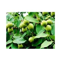 大量供應(yīng)山西運城青皮核桃