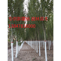內蒙古新疆楊出售