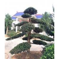 供應(yīng)香樟，桂花，廣玉蘭，羅漢松，樂昌含笑，紅花繼木，紅葉石楠