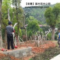 造型狗骨樹.湖南狗骨樹.湖南狗骨小苗-現貨報價找宏景公司