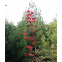 供應(yīng)大量精品白皮松、大規(guī)格櫻花、玉蘭