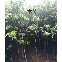 江西木荷2-3公分價格、江西木荷報價、江西木荷哪里便宜