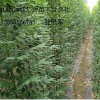 3公分速生國槐大量低價(jià)出售