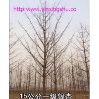 供應(yīng)銀杏樹
