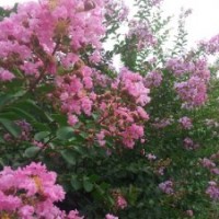 供應玉蘭、海棠、紫薇、紅花槐