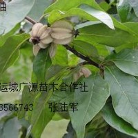 3、4公分翅果油歐李苗大量出售