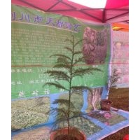 造林柳杉苗、綠化柳杉樹、日本柳杉（種植與技術）