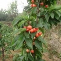 供應櫻桃苗 3--15公分櫻桃樹