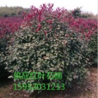 2米紅葉石楠球，紅葉石楠球價格