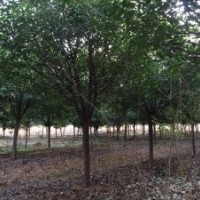 河南東潤基地供應8-10公分紅葉石楠