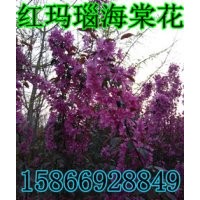 紅瑪瑙海棠 紅瑪瑙海棠價格 紅瑪瑙海棠接穗 紅瑪瑙海棠批發