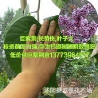 江蘇基地供應一年生巨紫荊苗巨紫荊小苗高大珍稀喬木