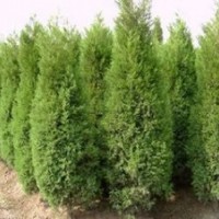 南京蜀檜產地 1米蜀檜價格 1.5米蜀檜價格