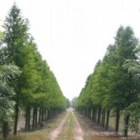 中山杉產地 中山杉產地 中山杉產地