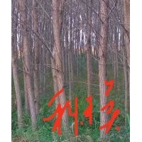 竹柳5-8公分10萬棵到期處理！