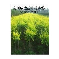 河北金葉榆、紅葉碧桃、水臘價格