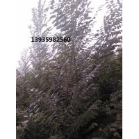 供應(yīng)雙季槐苗山西雙季槐苗價格雙季槐苗最新報價