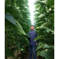 大量出售楸樹10公分楸樹