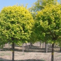 本苗圃地處內(nèi)蒙古河套地區(qū)，長(zhǎng)期供應(yīng)山桃、山杏、新疆楊、小美旱