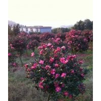 長期供應櫻花紅楓，青楓，羽毛楓，垂絲海棠