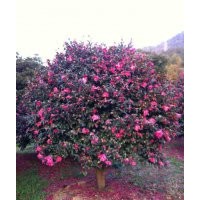 供應茶花