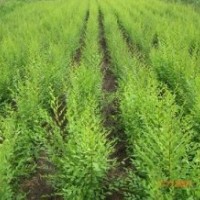 處理占地果木，喬木類：皂角 白臘苗 國槐 臭椿