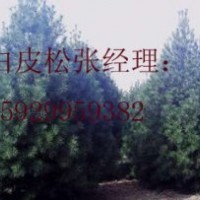 3－4米白皮松大量供應（長期有效）