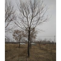 常年供應國槐 白蠟 棗樹 等各種優質苗木