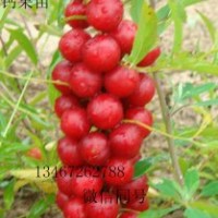 ★鈣果苗價格、農大鈣果苗、山西鈣果苗、鈣果苗