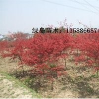 供應浙江紅楓、日本紅楓、紅楓小苗工程苗生產商