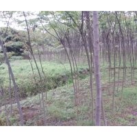 樟樹2，3公分10萬棵，欒樹2-8幾萬棵大量批發