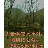 大量供應七葉樹