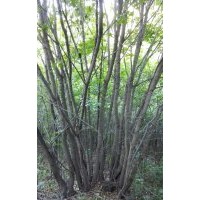 大樹叢生五角楓,叢生蒙古櫟,叢生白樺