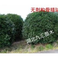 無刺構(gòu)骨球、梔子花球、海桐球、黃楊球、火棘球