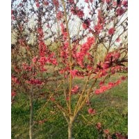紅葉碧桃，5-6公分紅葉碧桃，7-8公分紫葉碧桃