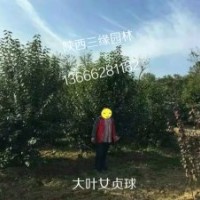 供應大葉女貞球