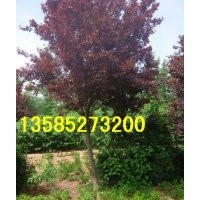 紫葉李價格5公分-6公分-8公分紫葉李價格，江蘇紫葉李產(chǎn)地價格